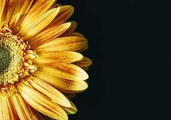 Close-up of yellow and orange gerbera daisy on dark background