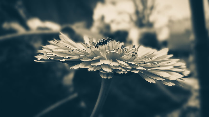 Close-up of a white flower with a fly in sepia tone