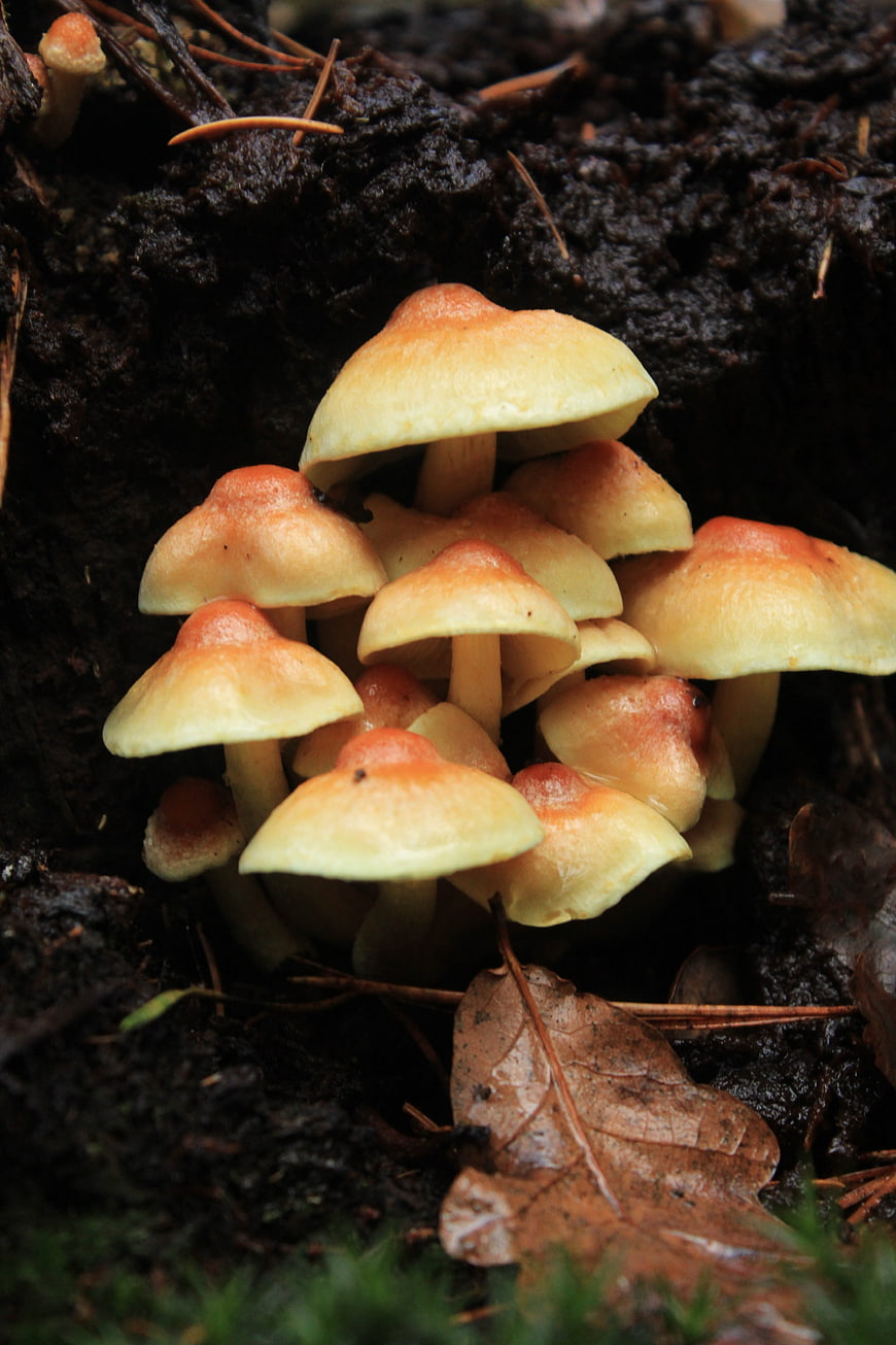 Cluster of Orange and Yellow Wild Mushrooms in Forest Soil