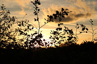 Silhouette of Wild Plants Against Golden Sunset Sky