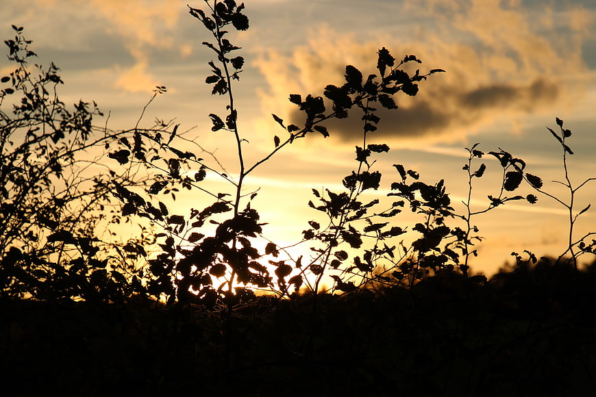 Silhouette of Wild Plants Against Golden Sunset Sky