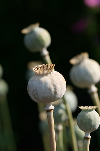 Close-up of Dried Poppy Pods in a Garden