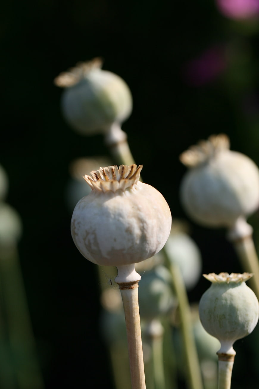 Close-up of Dried Poppy Pods in a Garden