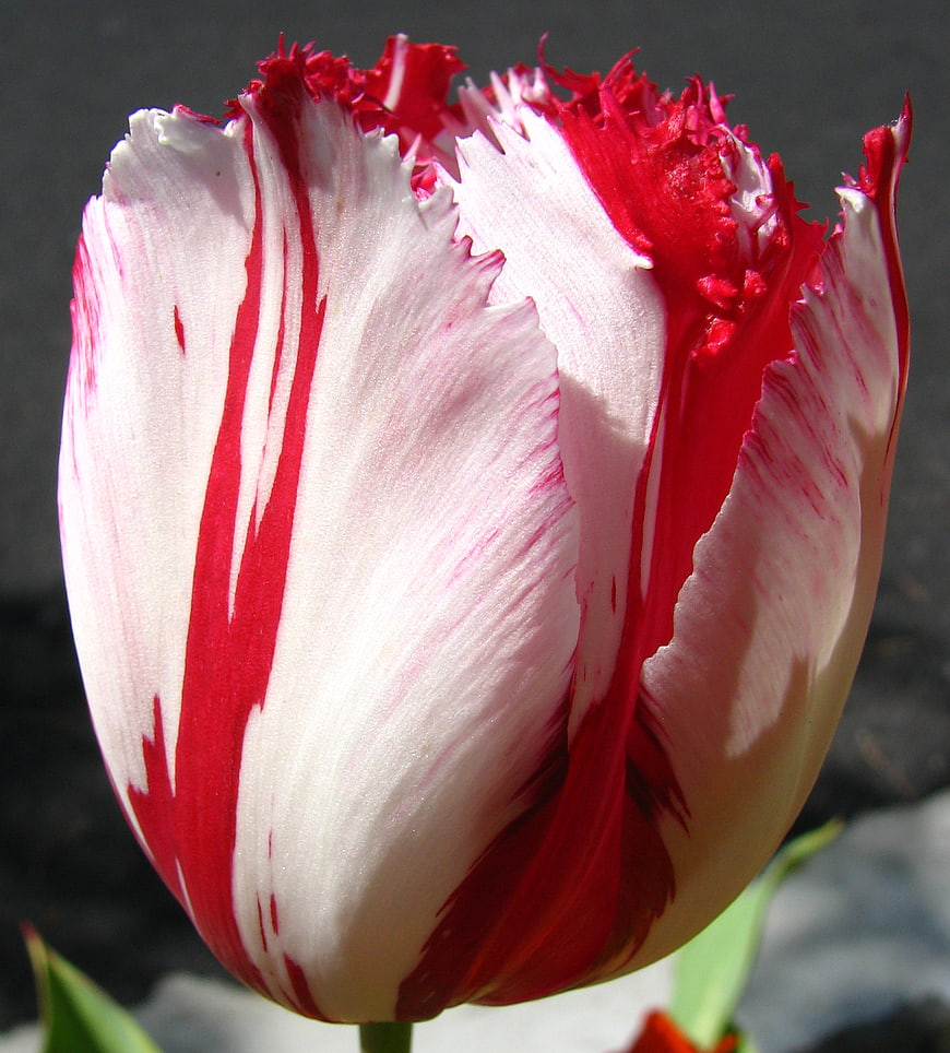 Close-up of Red and White Fringed Rembrandt Tulip
