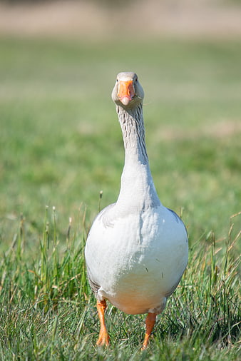 White Goose Standing in Green Grass Field
