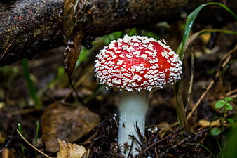 Red Fly Agaric Mushroom with White Spots in Forest