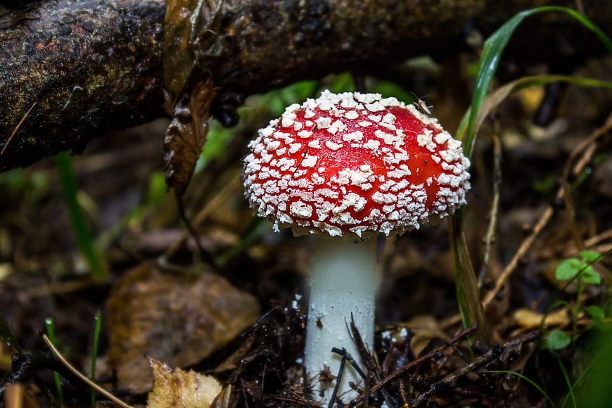 Red Fly Agaric Mushroom with White Spots in Forest