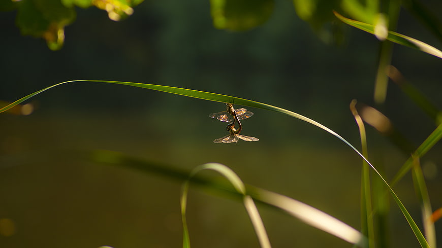 Two dragonflies mating on a blade of grass in sunlight
