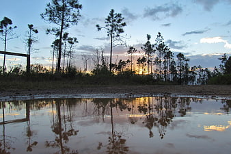 Sunset Reflection in Pine Forest Puddle