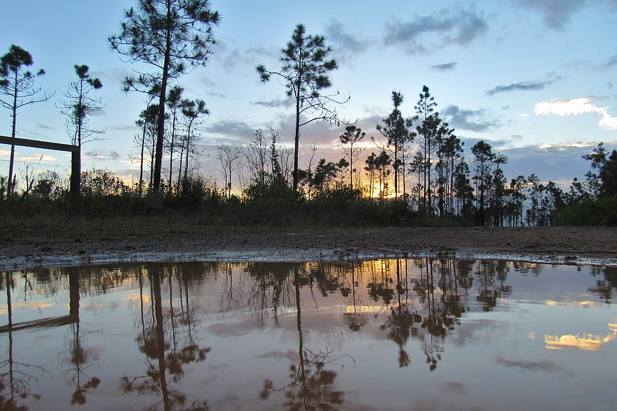 Sunset Reflection in Pine Forest Puddle