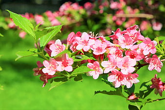 Pink Weigela Flowers Blooming on a Green Branch