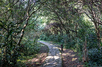 Stone Path Winding Through Lush Green Forest