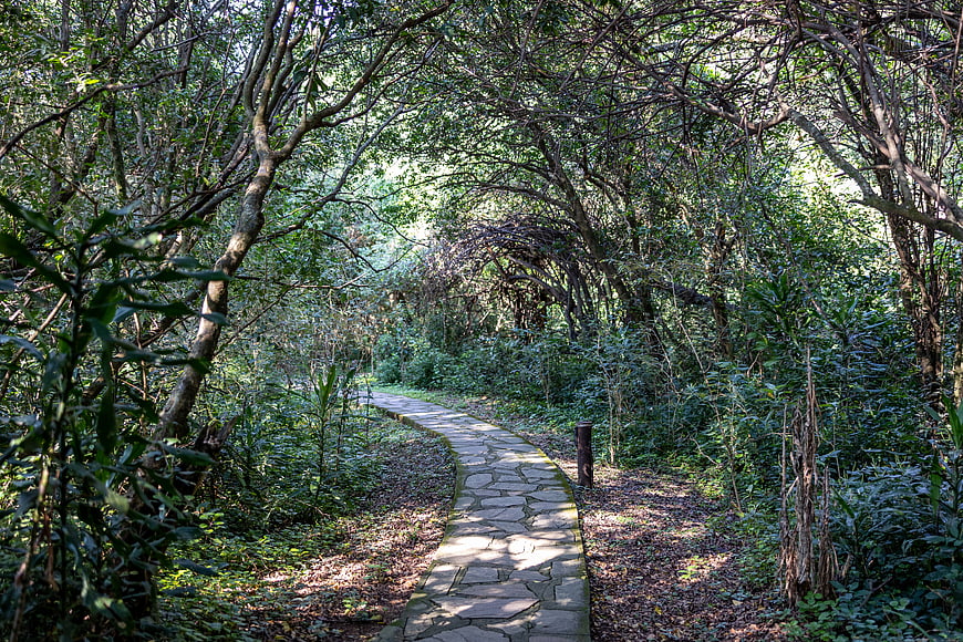 Stone Path Winding Through Lush Green Forest