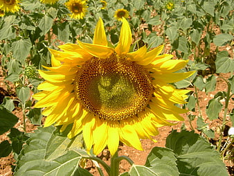 Vibrant Sunflower Close-Up in a Sunny Field