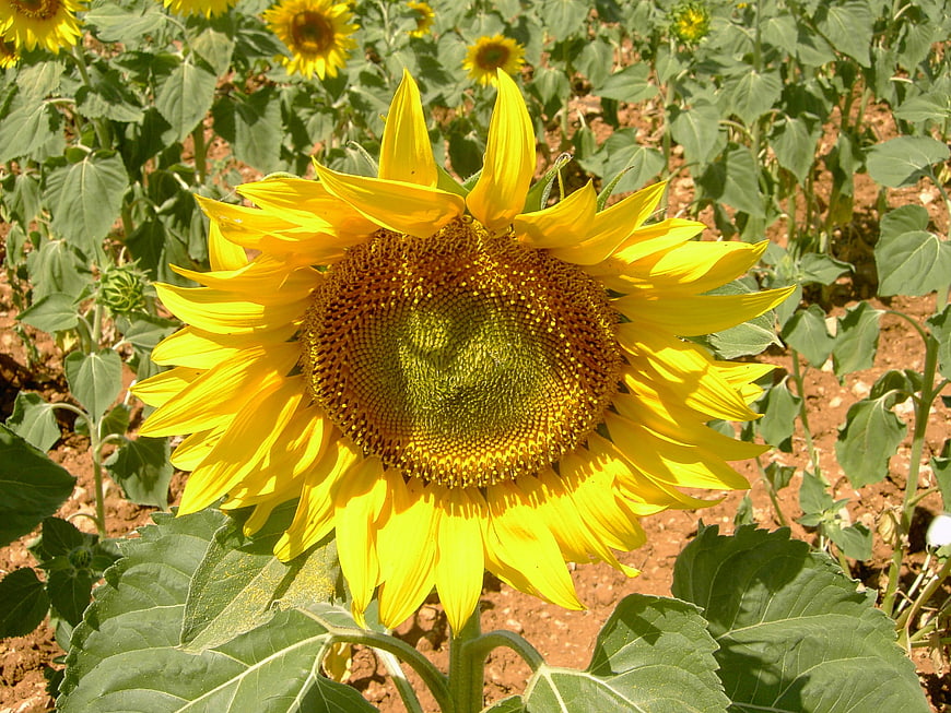 Vibrant Sunflower Close-Up in a Sunny Field