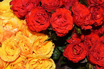 Vibrant Red and Yellow Roses with Water Droplets