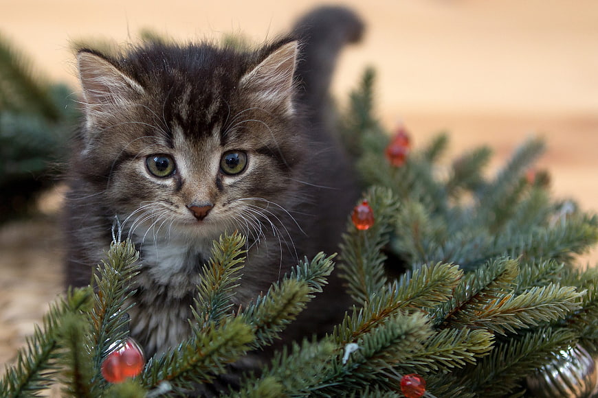 Cute Tabby Kitten Hiding in Christmas Tree Branches