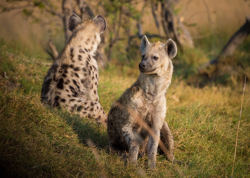 Spotted Hyenas Sitting in African Savanna Grassland