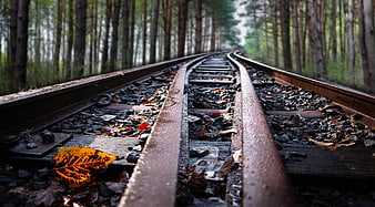 Low angle view of wet railway tracks curving through autumn forest