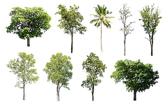 Isolated Tree Collection On White Background
