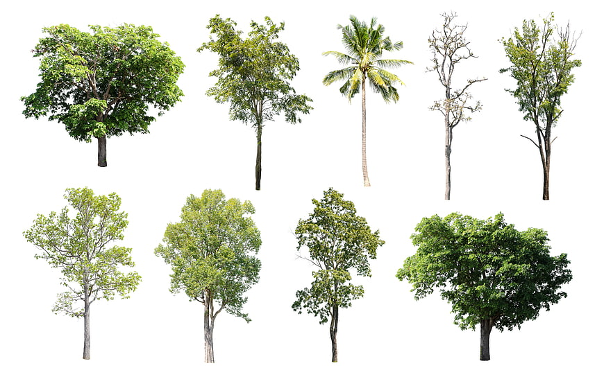 Isolated Tree Collection On White Background