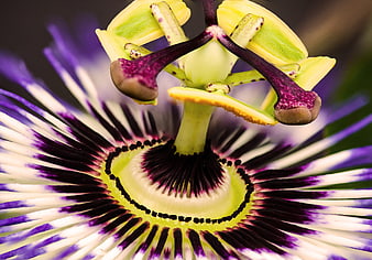 Macro Close-Up of Exotic Purple and White Passion Flower