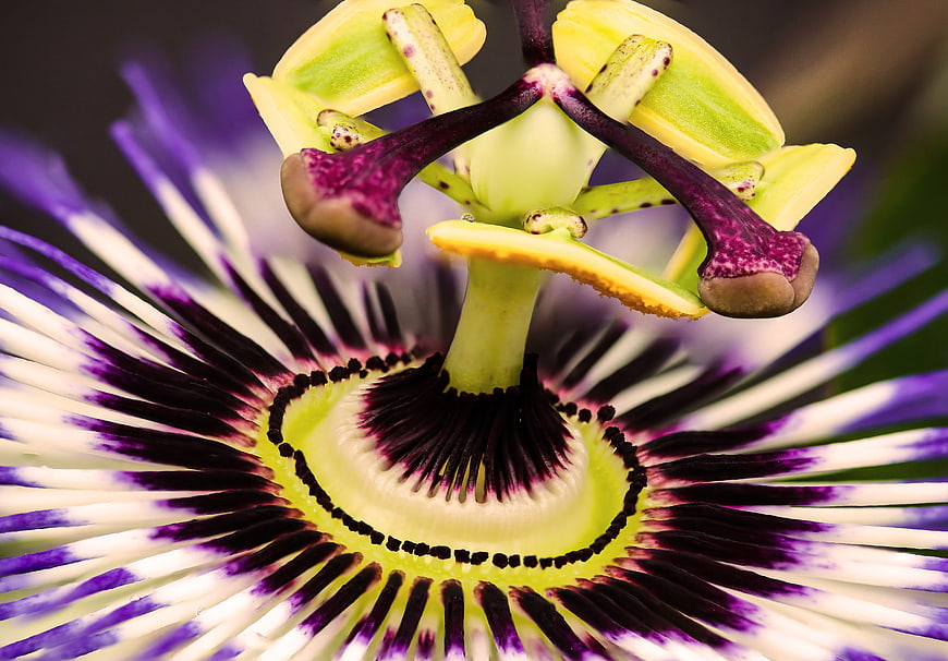 Macro Close-Up of Exotic Purple and White Passion Flower