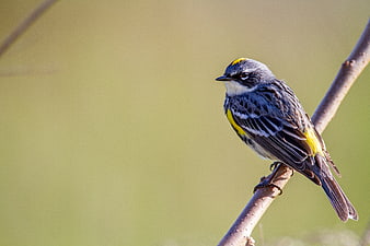 Magnolia Warbler Perched on Branch in Nature
