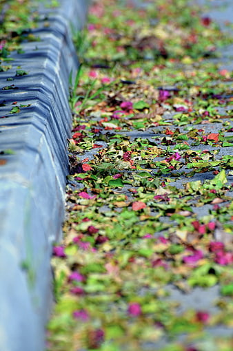 Fallen Bougainvillea Flowers and Leaves on Concrete Path