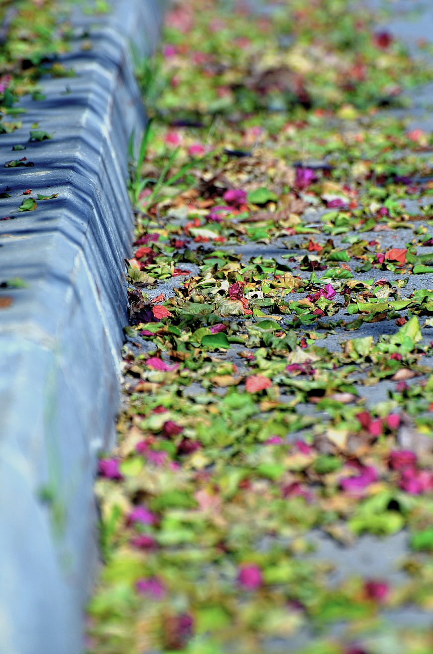 Fallen Bougainvillea Flowers and Leaves on Concrete Path