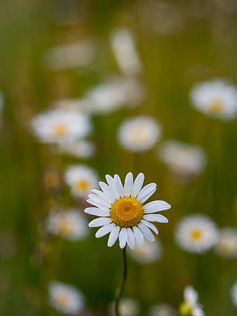 Close-up of a white daisy with yellow center in a green field
