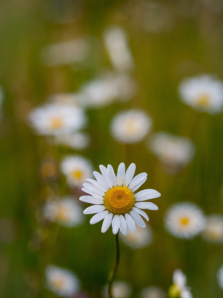Close-up of a white daisy with yellow center in a green field