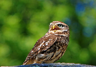 Cute Little Owl with Open Beak on Perch