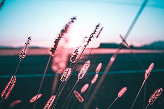 Pink and Teal Grass Silhouettes at Sunset