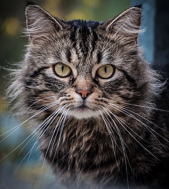 Close-up portrait of a fluffy gray tabby cat with green eyes