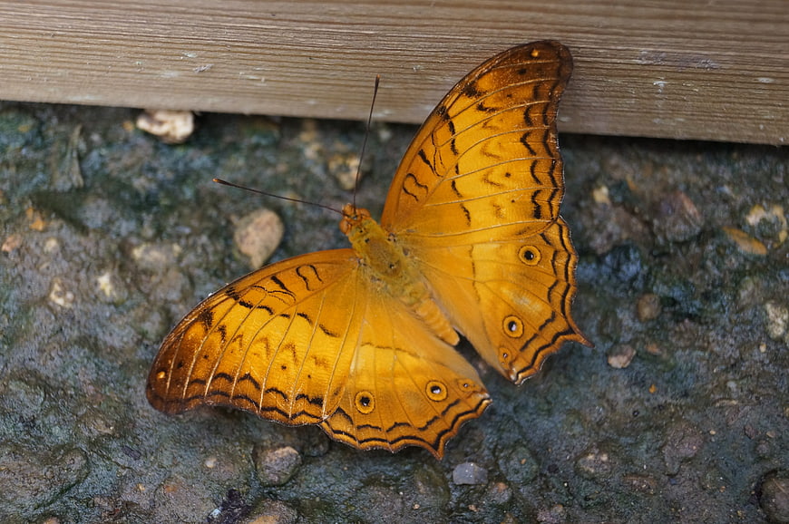 Close-up of an orange butterfly on a textured rock surface