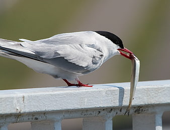 Arctic Tern with Fish on White Railing