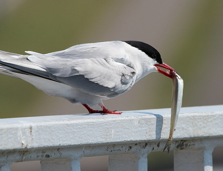 Arctic Tern with Fish on White Railing