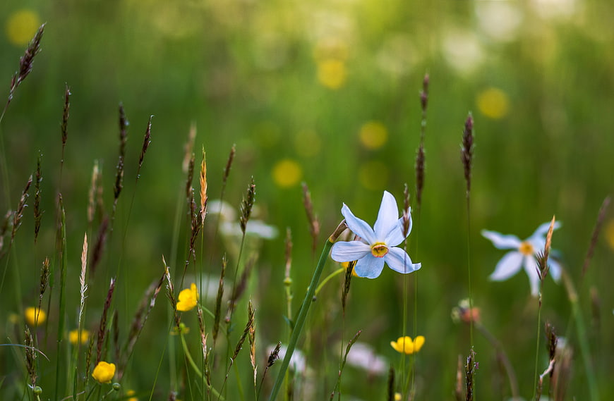Delicate white narcissus flower blooming in a green meadow