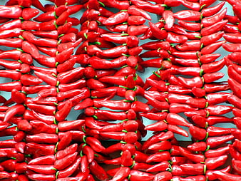 Vibrant Red Chili Peppers Hanging in Rows