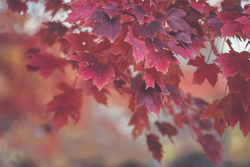 Close-up of vibrant red maple leaves in autumn