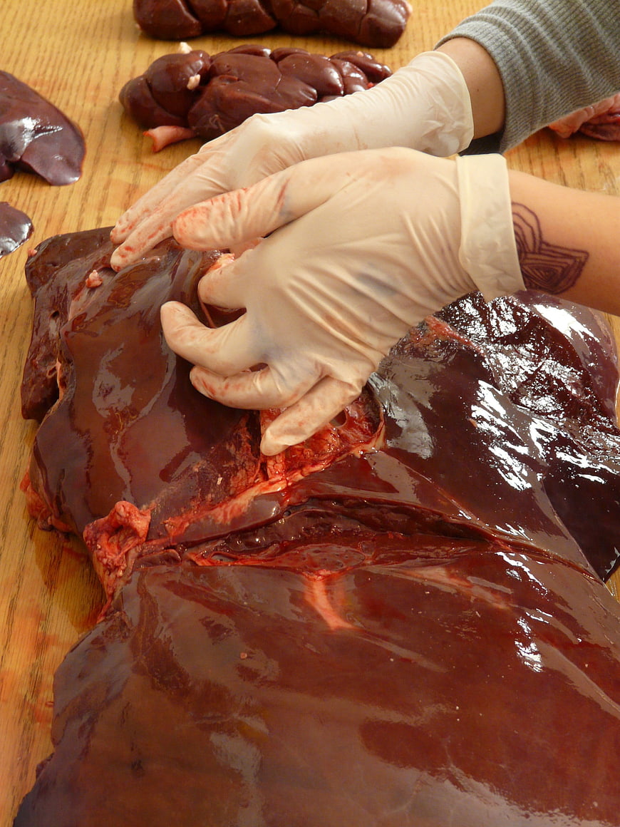 Gloved hands preparing raw beef liver on wooden table