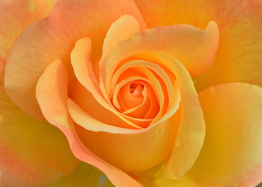Close-up of vibrant orange rose petals with spiral pattern