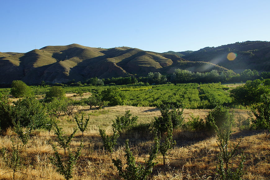 Sunlit vineyard landscape with rolling hills and blue sky