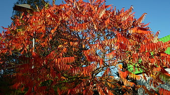 Vibrant Sumac Tree with Fiery Red Leaves Against Blue Sky