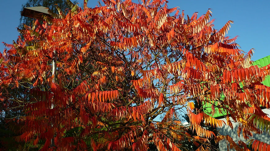 Vibrant Sumac Tree with Fiery Red Leaves Against Blue Sky