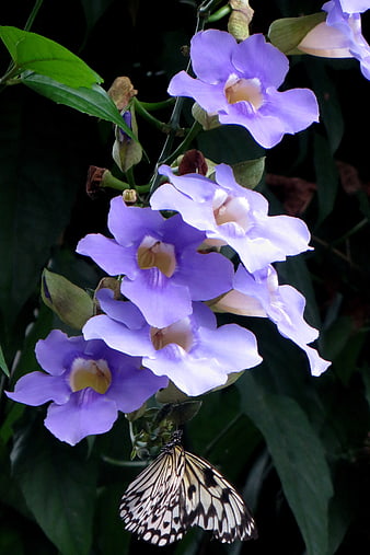 Butterfly on Purple Trumpet Vine Flowers