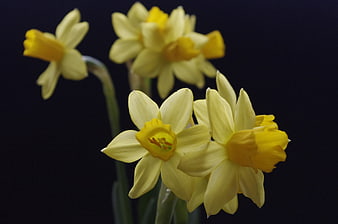 Yellow Daffodils on Dark Background Close-Up