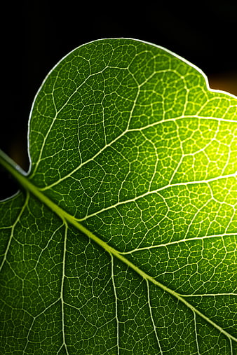 Macro Backlit Green Leaf Vein Texture Close Up