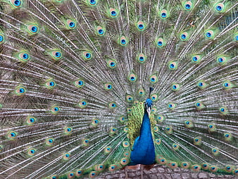 Male Peacock Displaying Full Tail Feathers